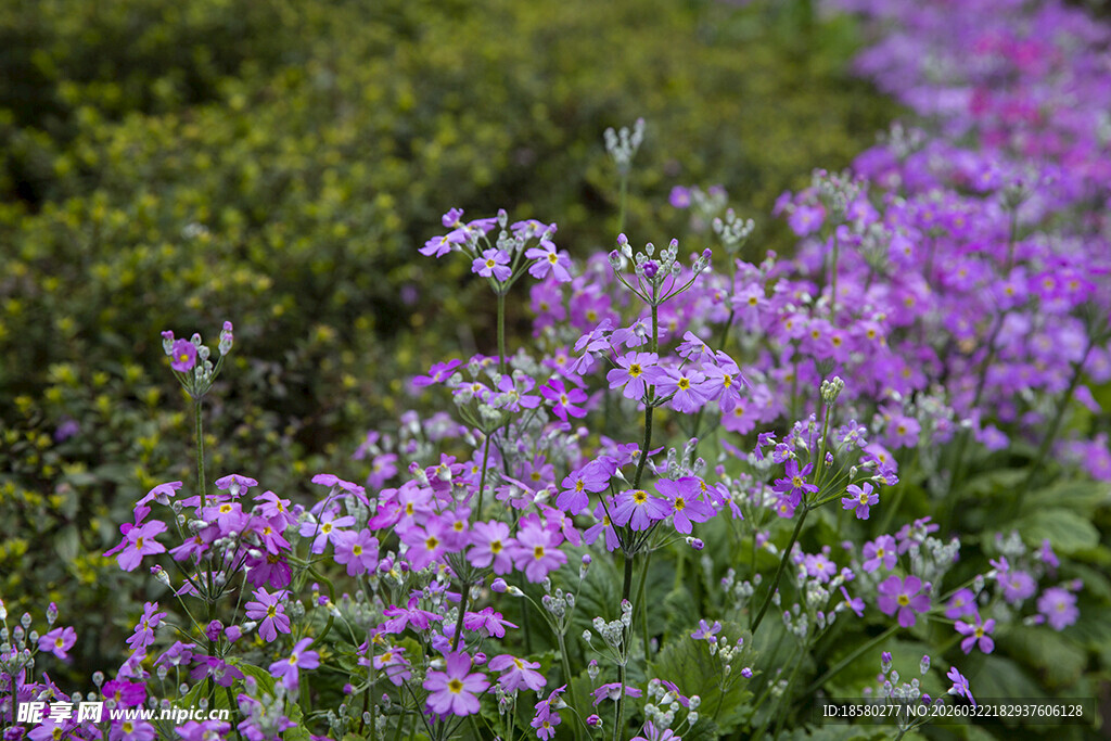 酢浆草紫色小花绽放于绿意间