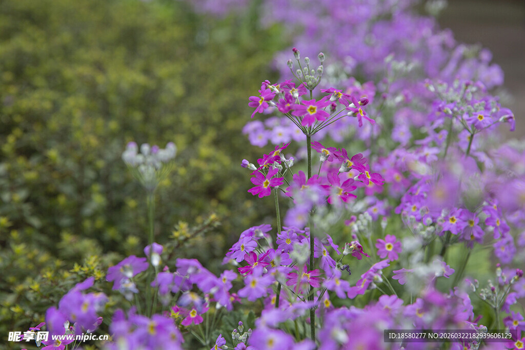 酢浆草紫色花卉绽放的美丽景致