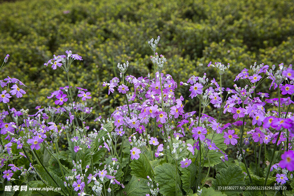 酢浆草紫色花卉绽放于绿意间