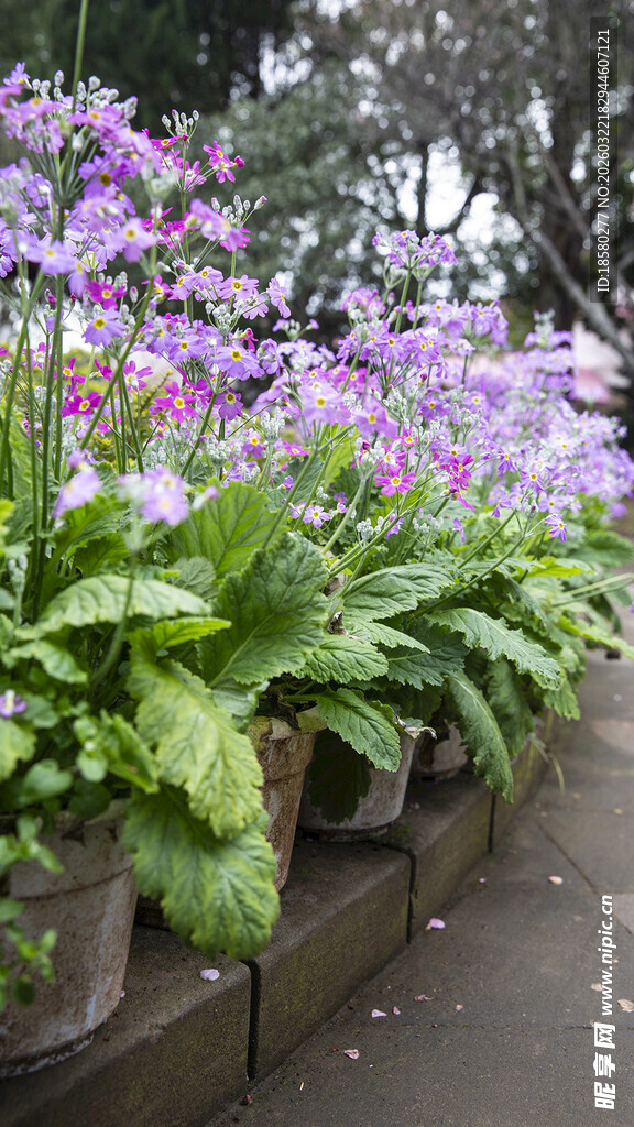 花丛小径绽放的紫色花卉酢浆草