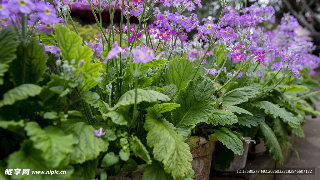 酢浆草紫色花卉与绿叶景观