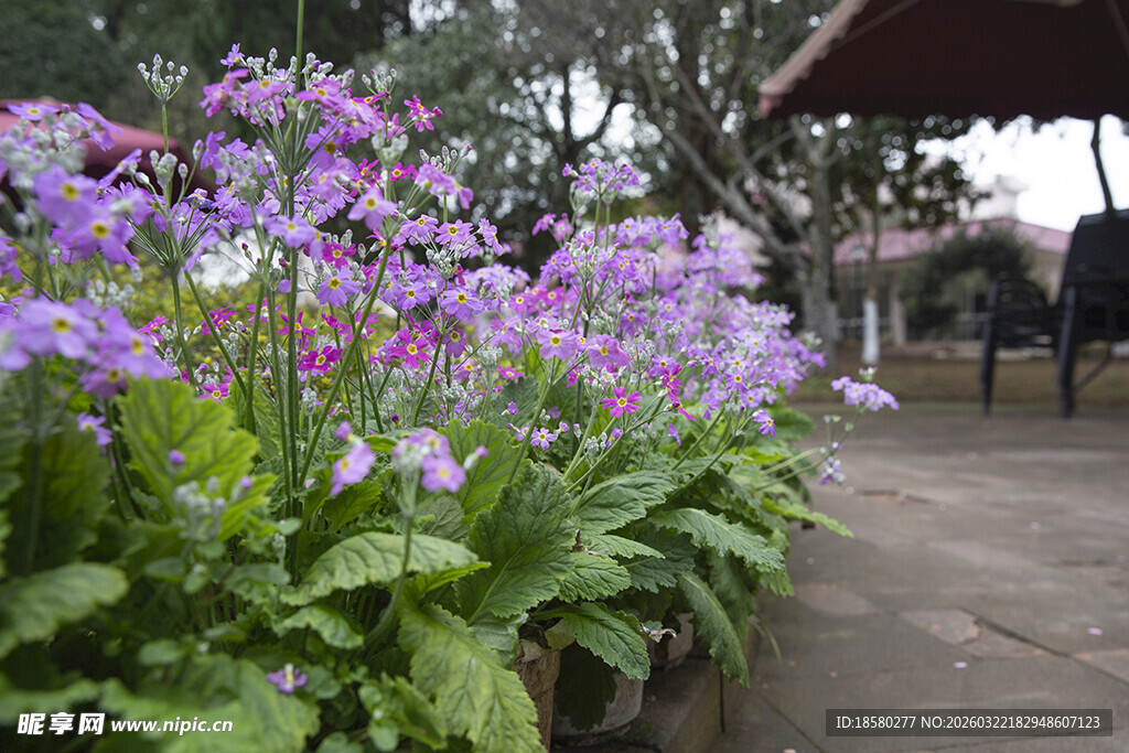 蓝目菊紫色花卉装点的美丽小径