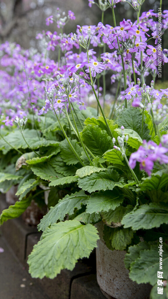 酢浆草紫色花卉盆栽