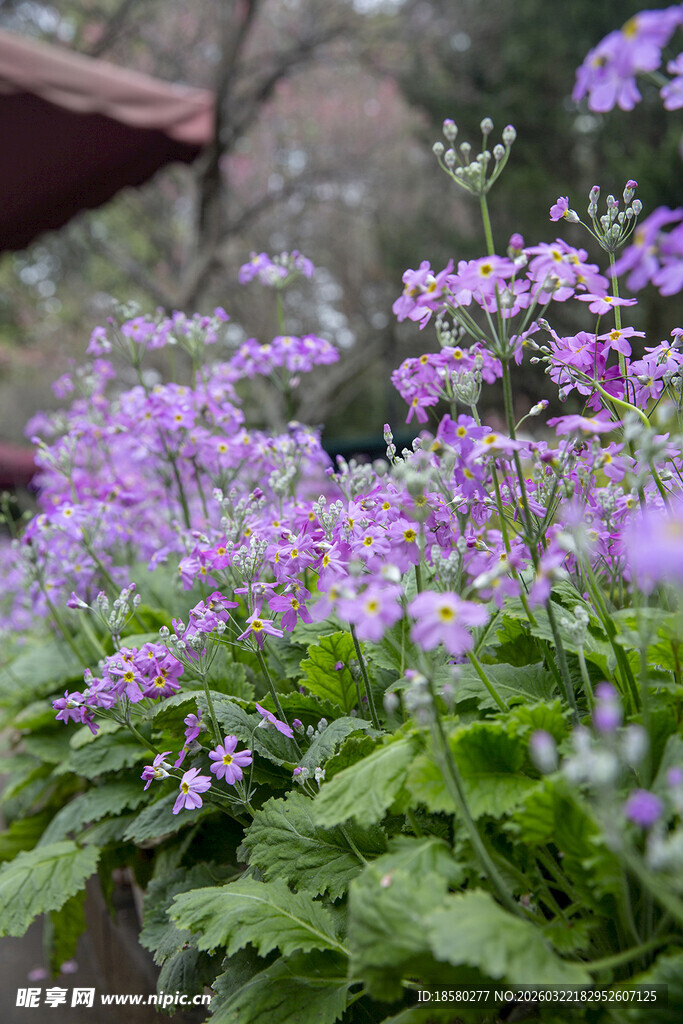 酢浆草紫色花卉盆栽绽放美景