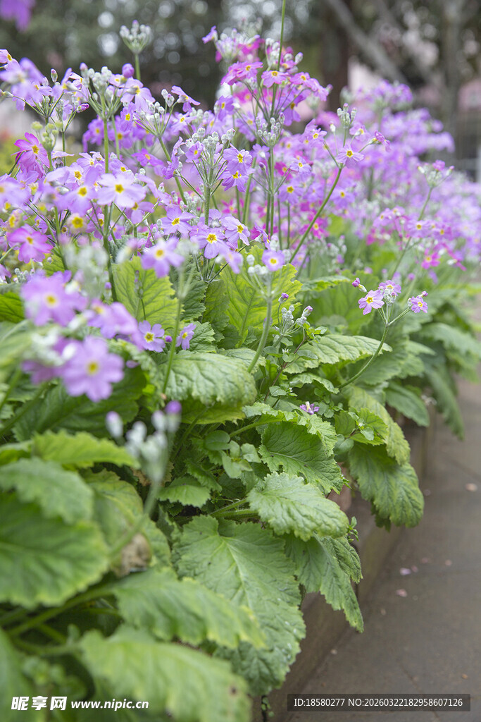 酢浆草紫色小花植物特写