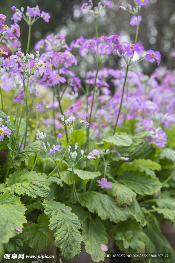 酢浆草紫色花卉与绿叶的自然景致