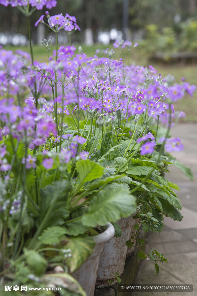 酢浆草路边紫色花卉清新绽放