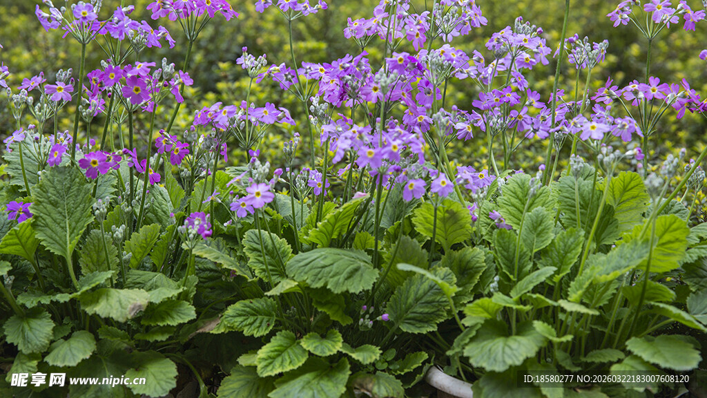 酢浆草紫色花丛绽放绿意间