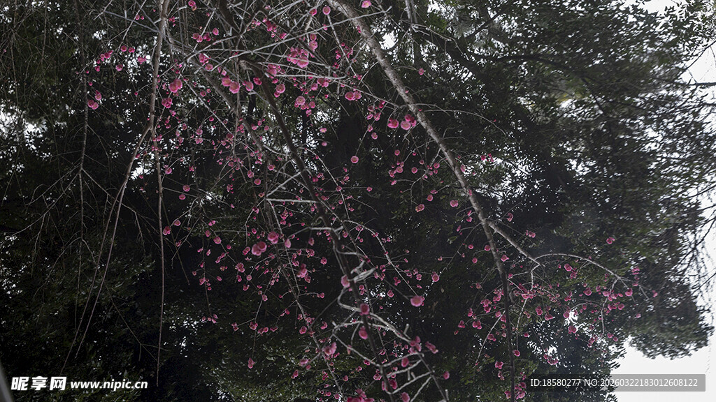 繁花垂落的树景