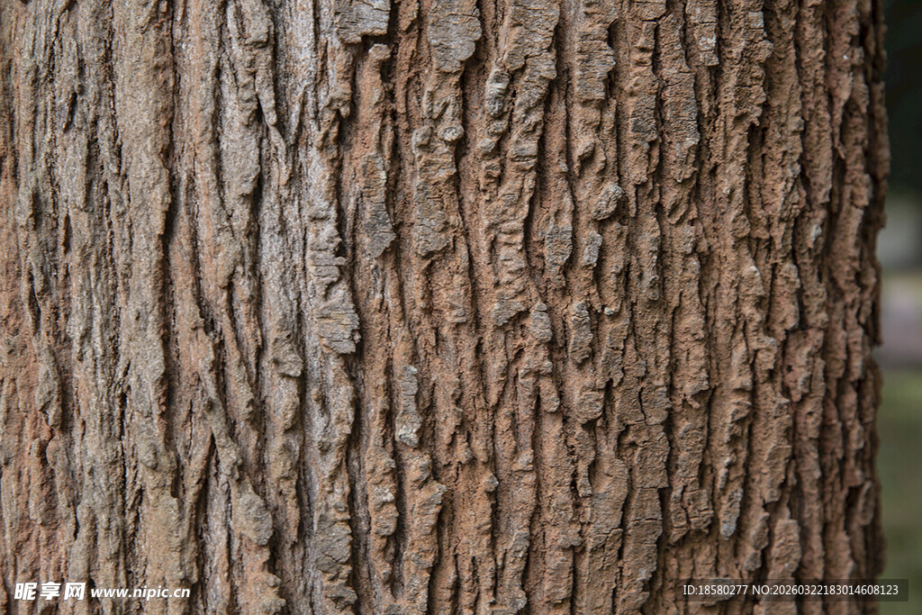 树皮纹理特写