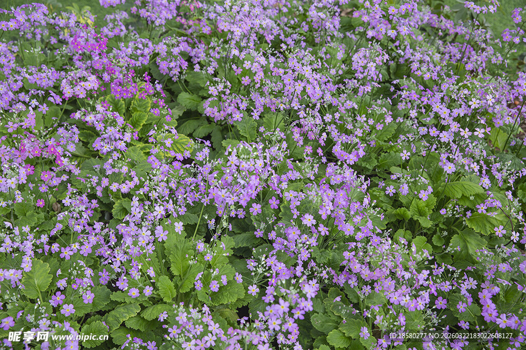 酢浆草紫色小花绽放绿意间