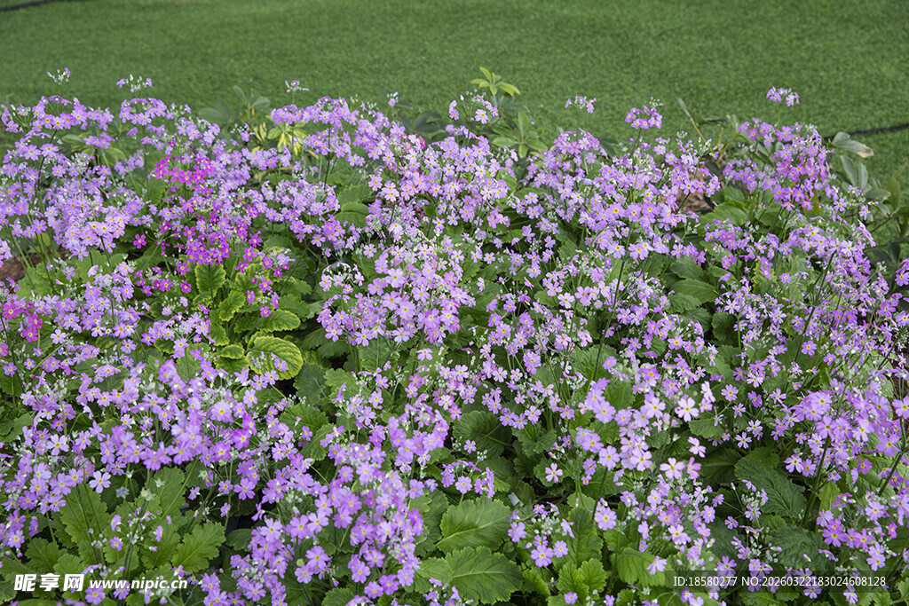 酢浆草紫色花丛绽放绿意间