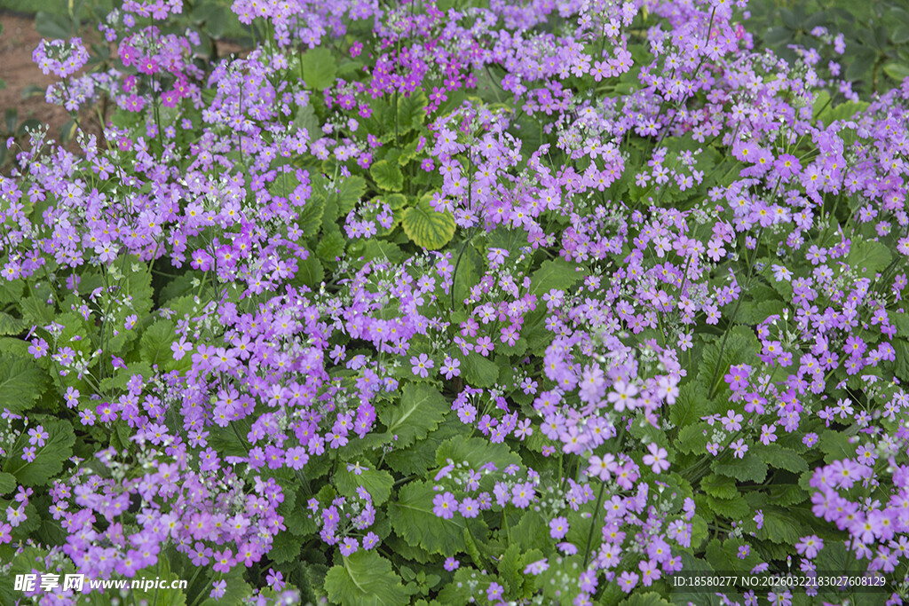 酢浆草紫色小花簇拥的美丽景致