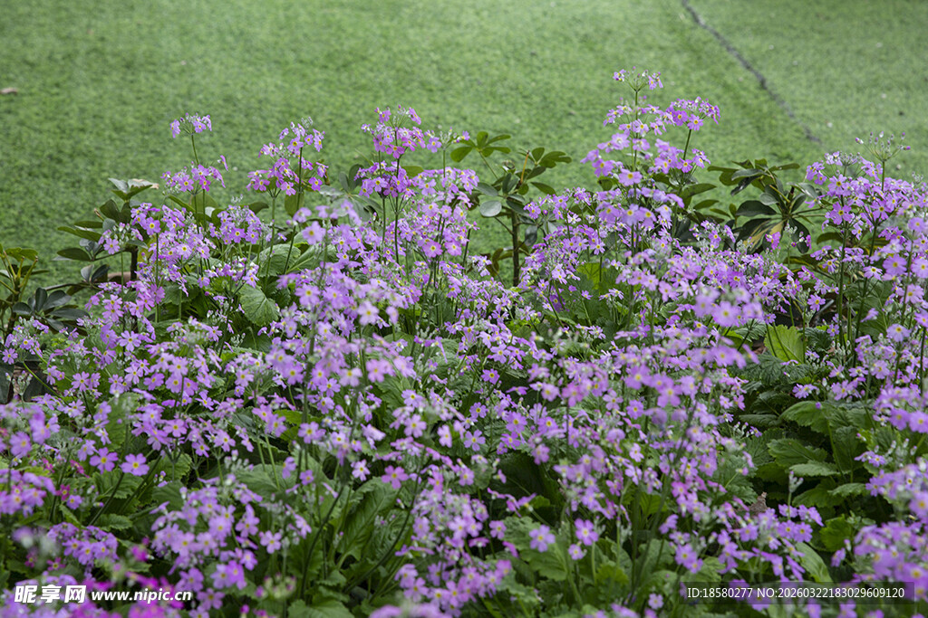 紫色花卉丛绿意相伴