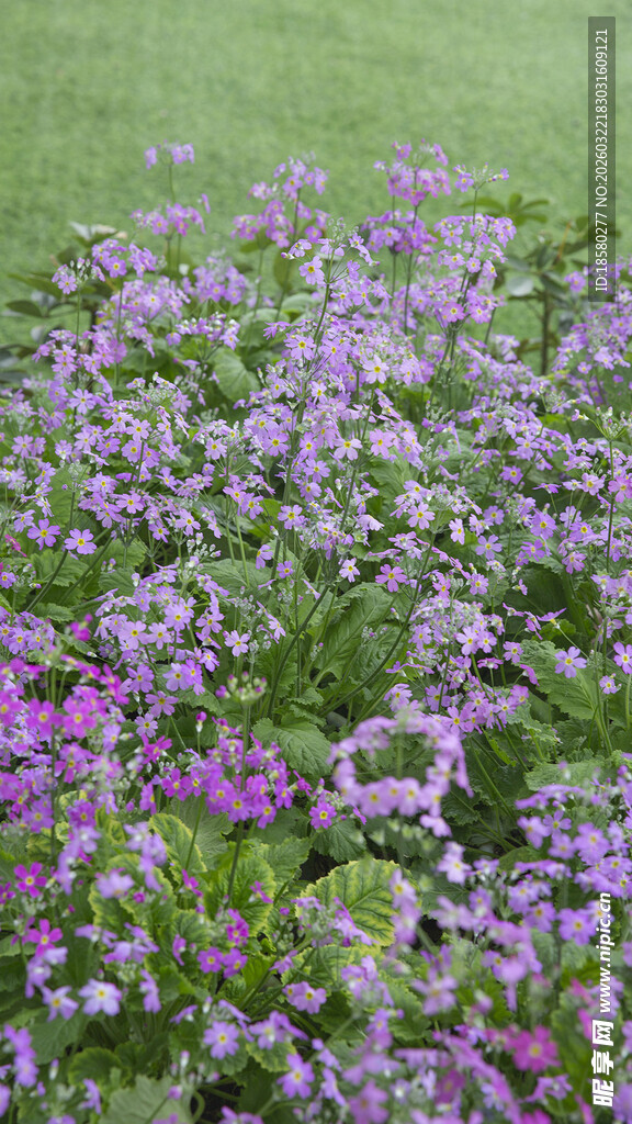 紫色小花铺满绿色草地