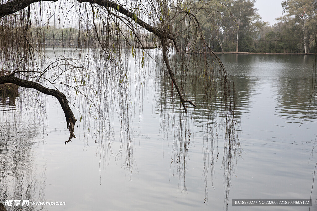 湖畔垂柳静谧水面之景