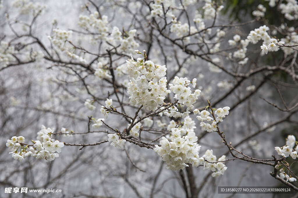 梨花杏花李花雾中繁花绽放