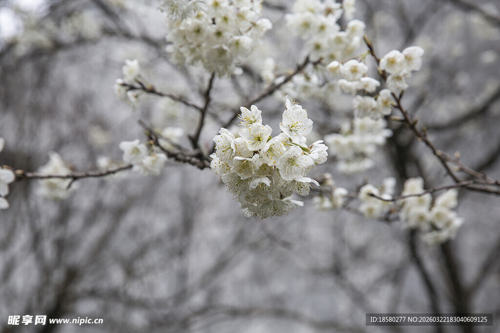 梨花杏花枝头绽放的洁白花朵