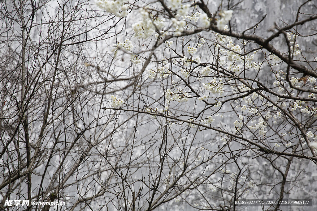 梨花杏花冬日枯树枝桠景象