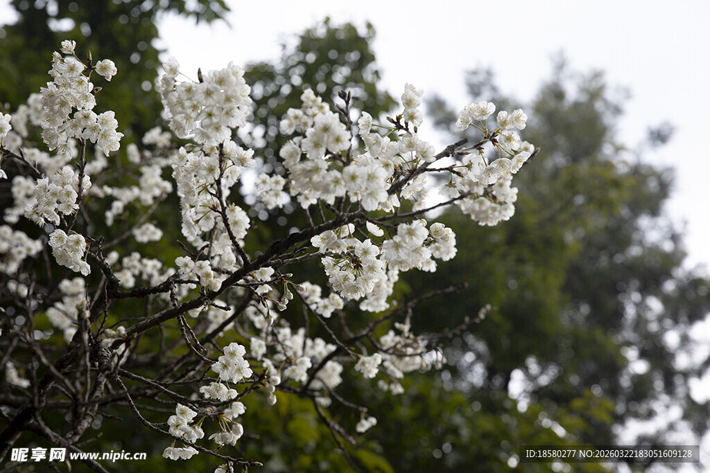 梨花杏花枝头绽放的洁白花朵