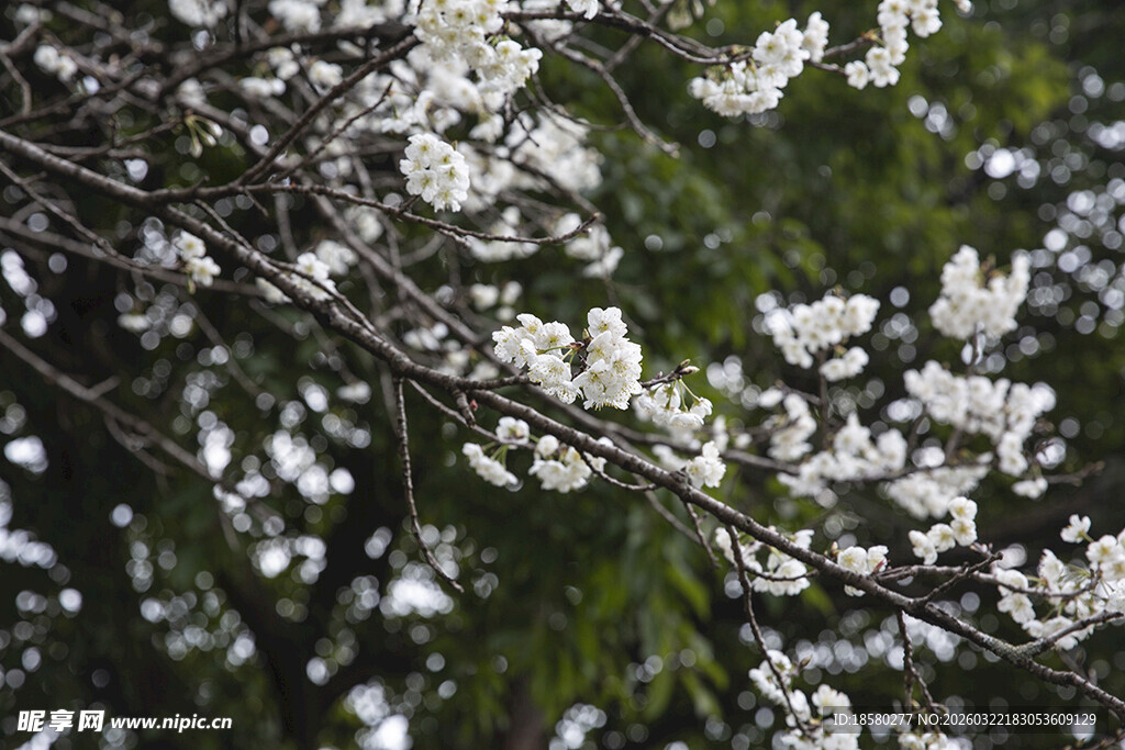 梨花杏花枝头绽放的洁白花朵