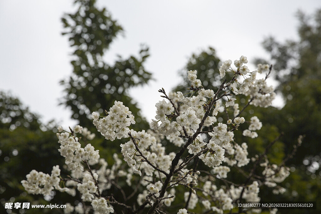 梨花杏花枝头绽放的洁白花朵