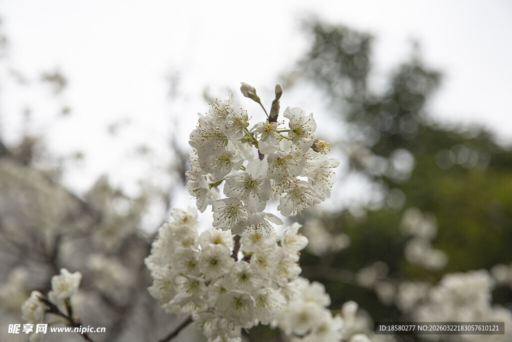 梨花杏花枝头绽放的洁白花朵