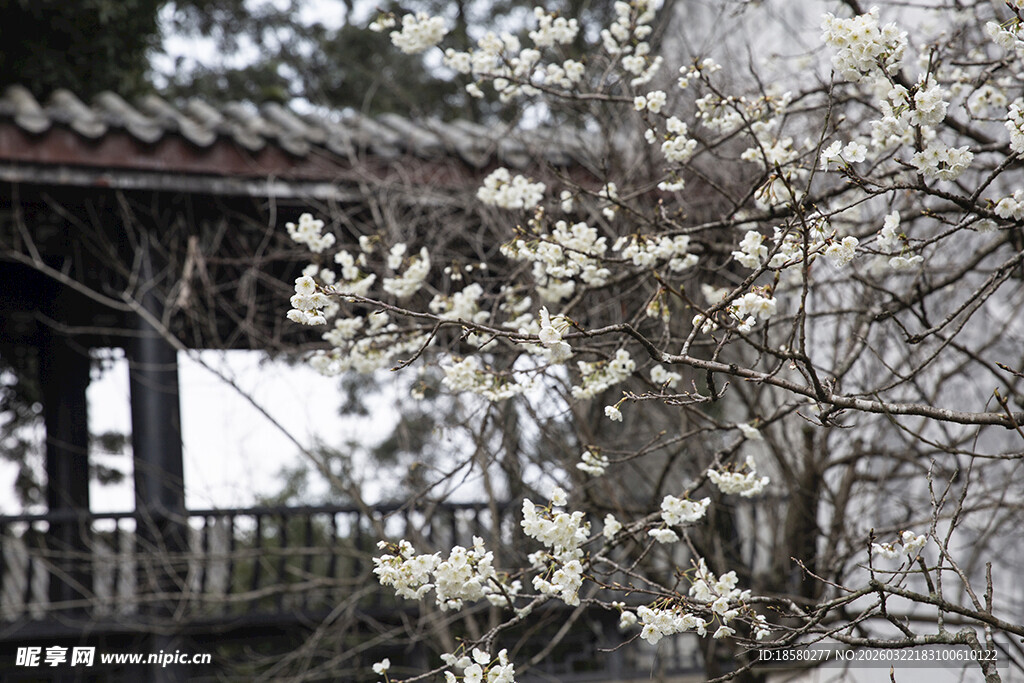 中式庭院梨花杏花李花绽放
