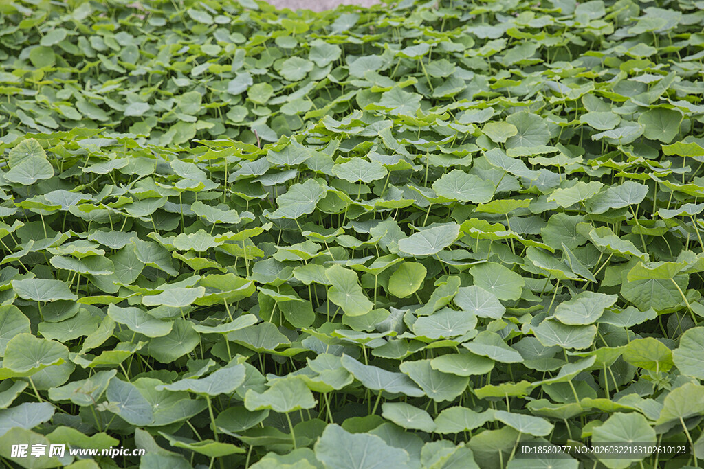 荷叶一片繁茂的绿色水生植物