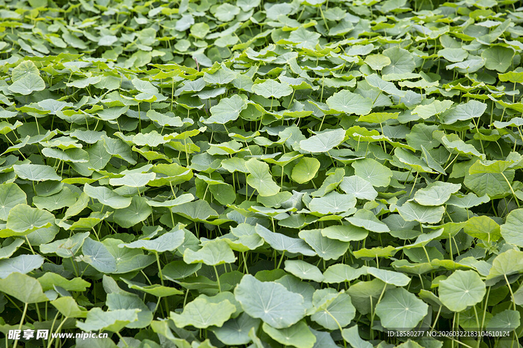 荷叶翠绿铜钱草铺满画面