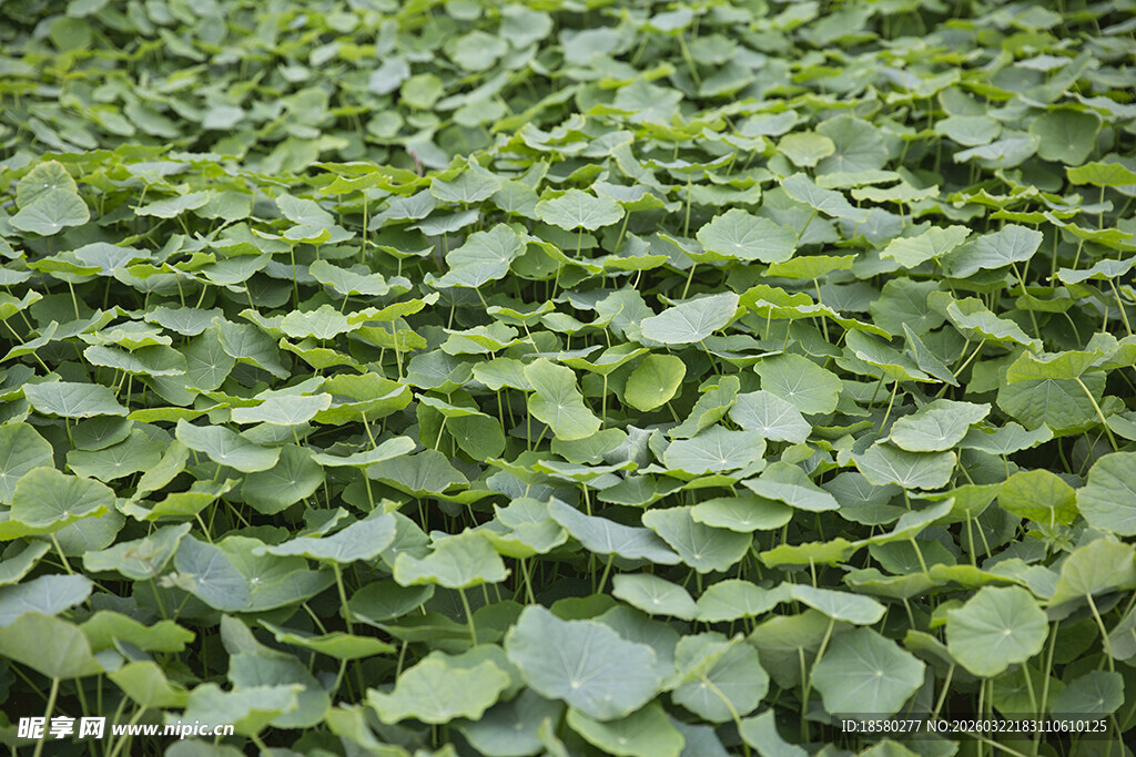 翠绿荷叶铺满水面
