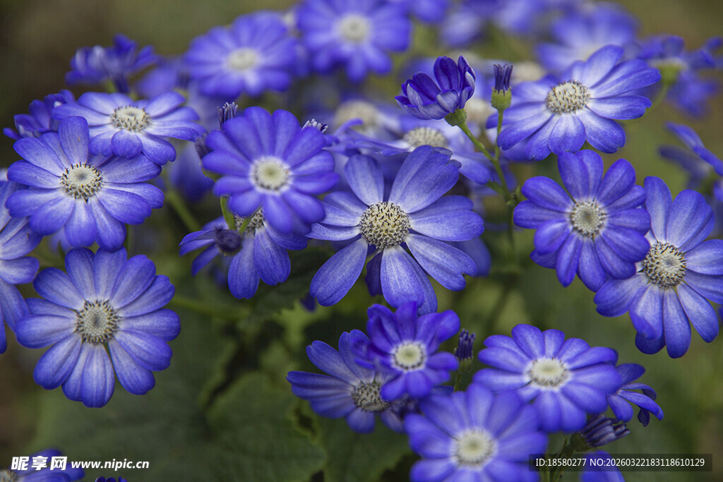 蓝目菊蓝紫色小花绽放