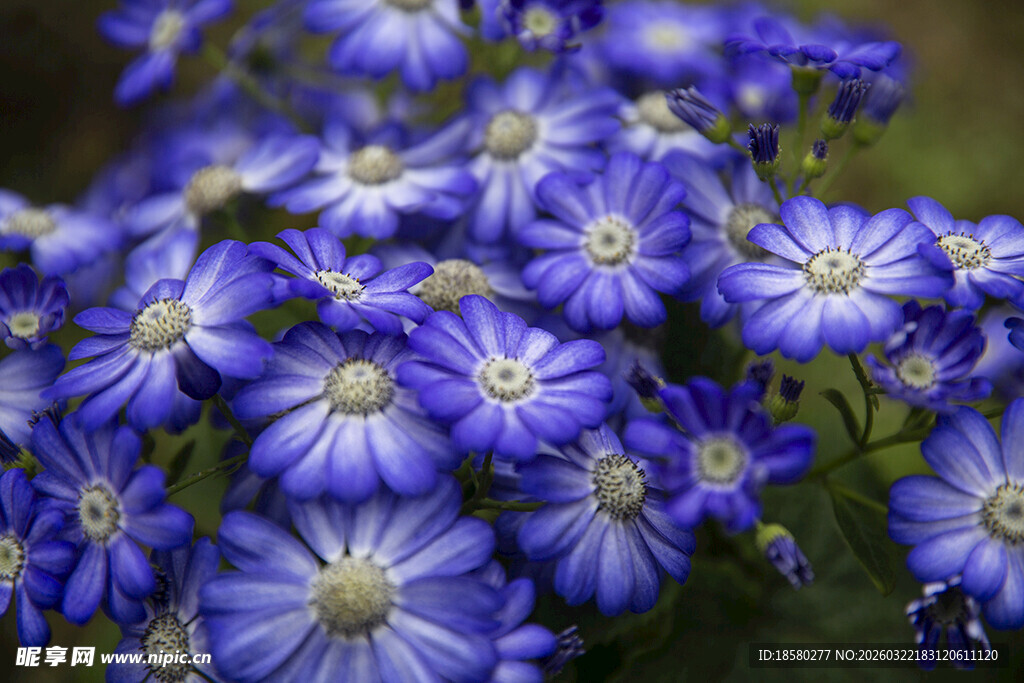 蓝目菊蓝紫色小花绽放美丽