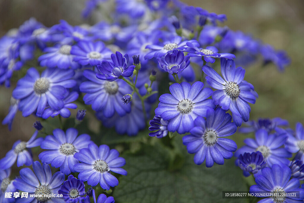 蓝目菊蓝紫色小花绽放
