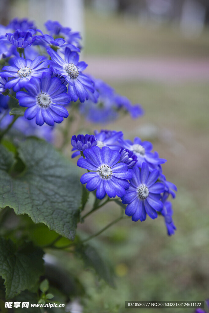 蓝紫色小花绽放于绿叶间