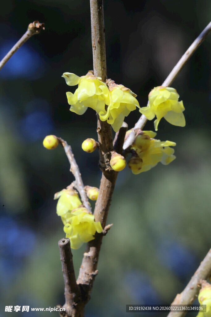 蜡梅花  