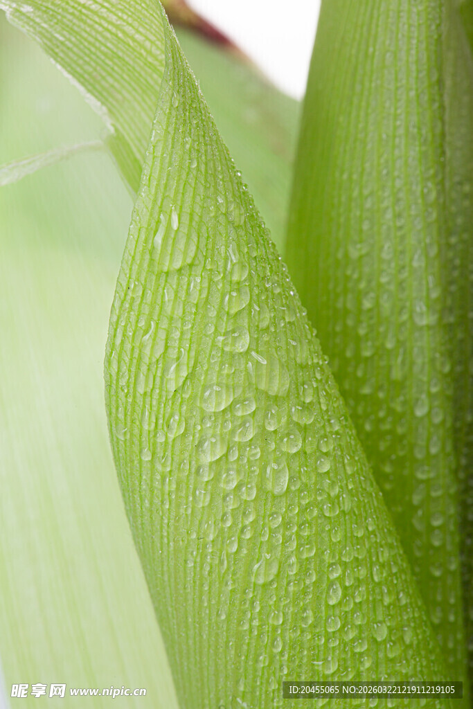 带水珠的嫩绿叶片