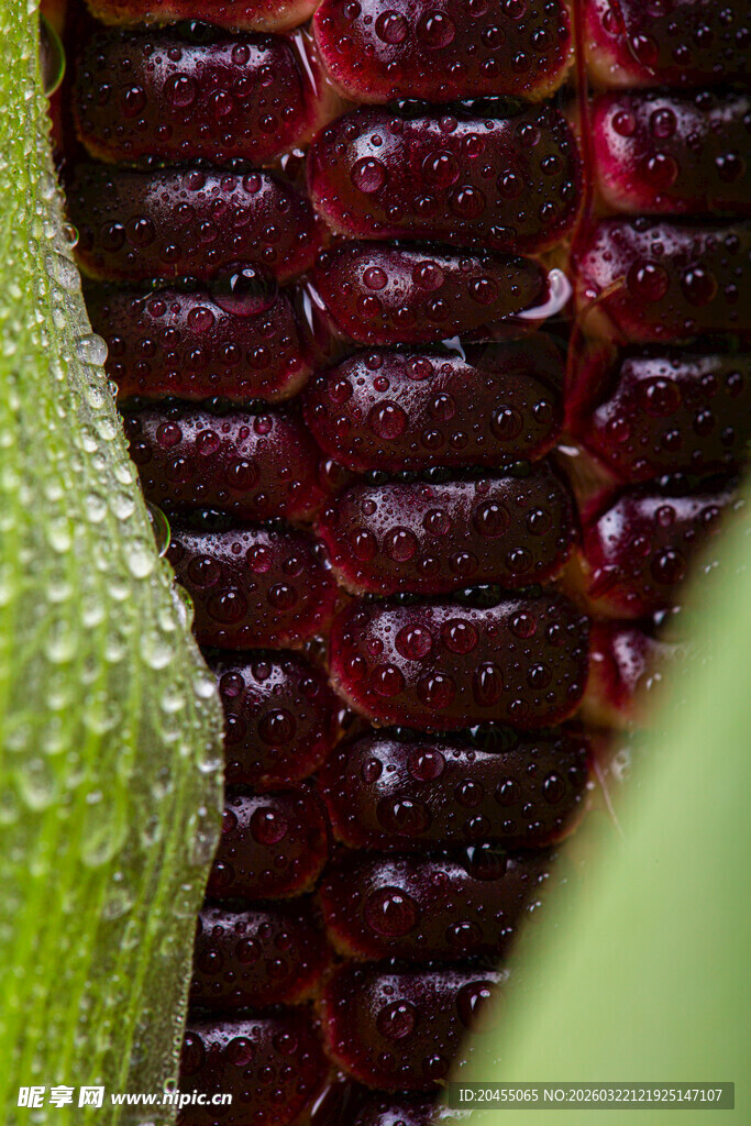 紫玉米特写水珠晶莹