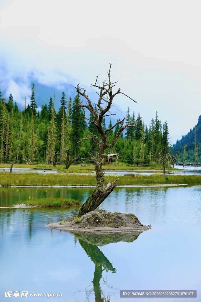 孤树立于静谧湖水之畔