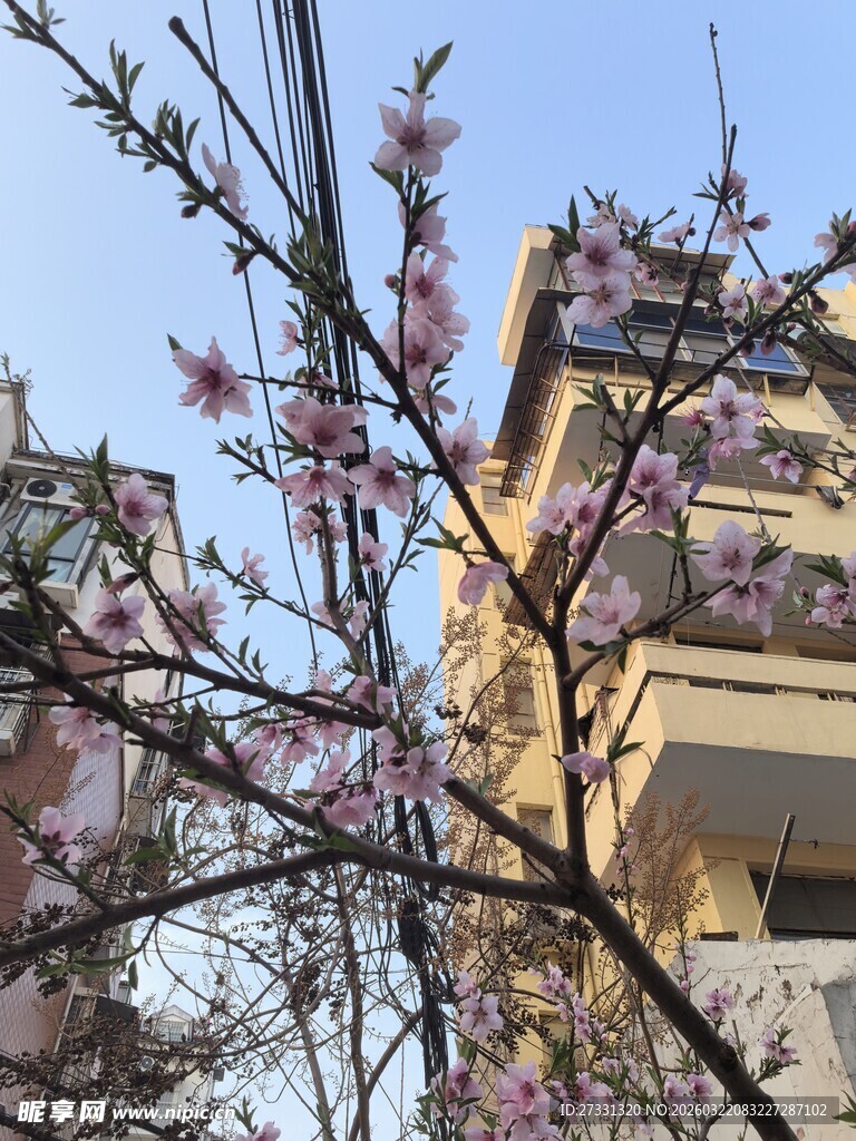 春日枝头绽放的粉嫩花朵