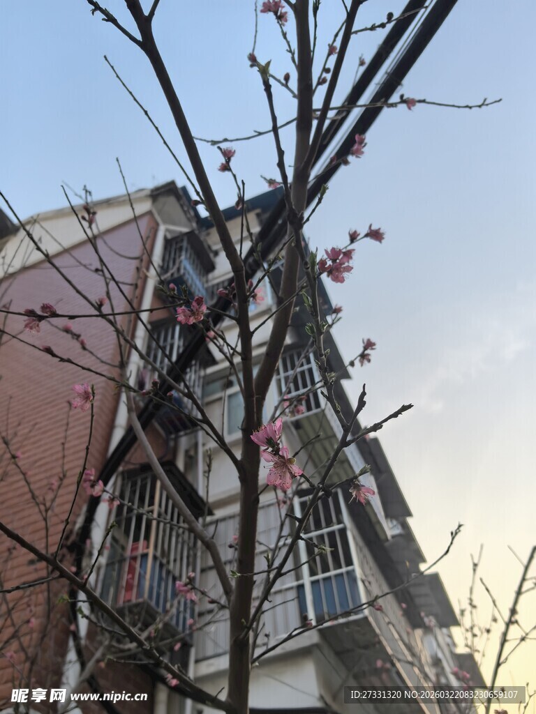 枝头绽花的居民楼一角