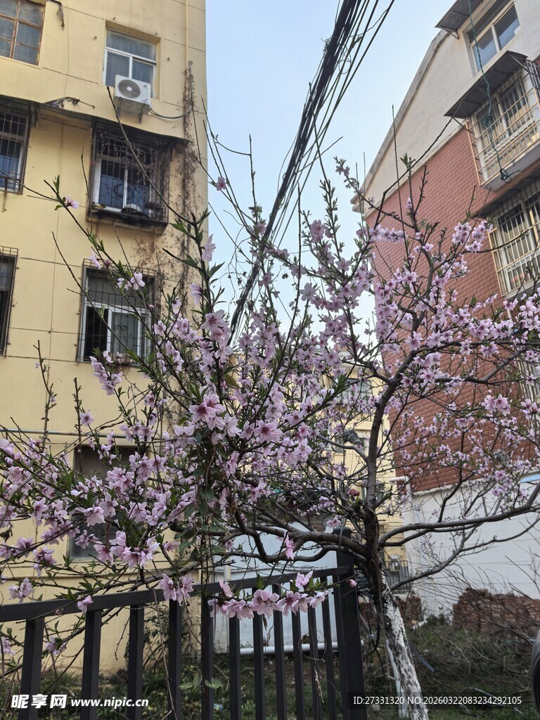 春日绽放的繁花街道