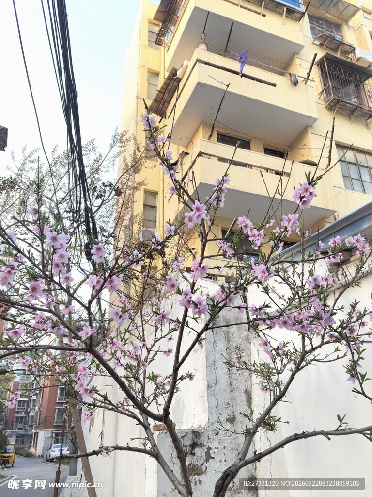 街边绽放的粉嫩花枝