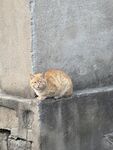 墙角休憩的橘猫