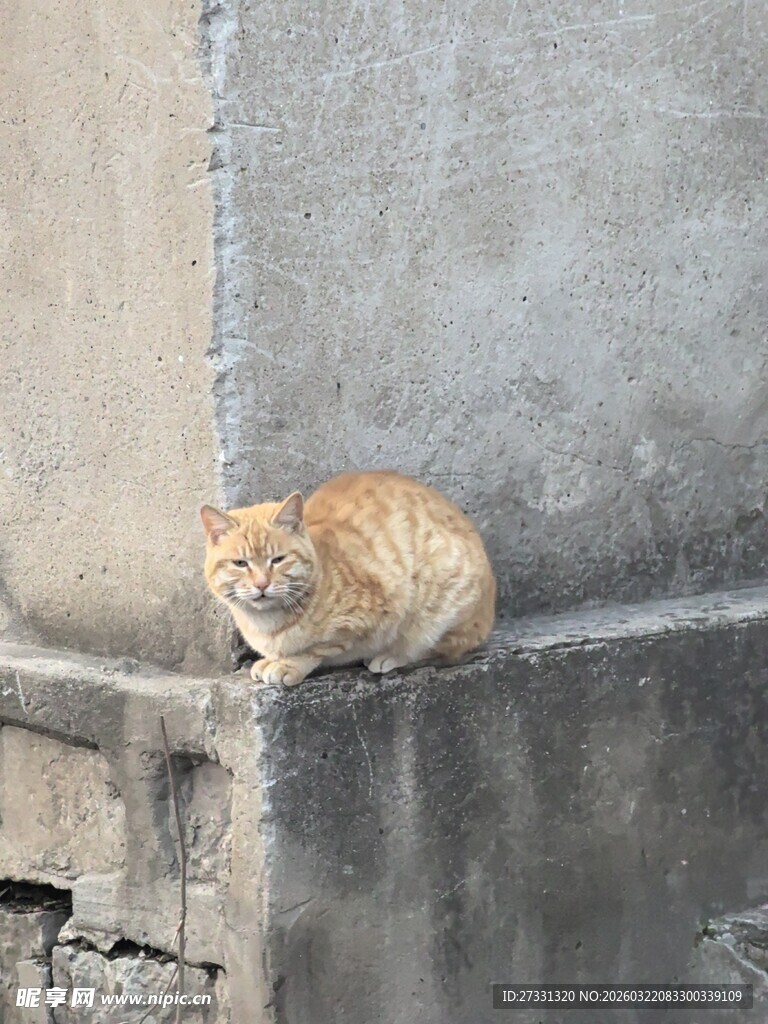 墙角休憩的橘猫