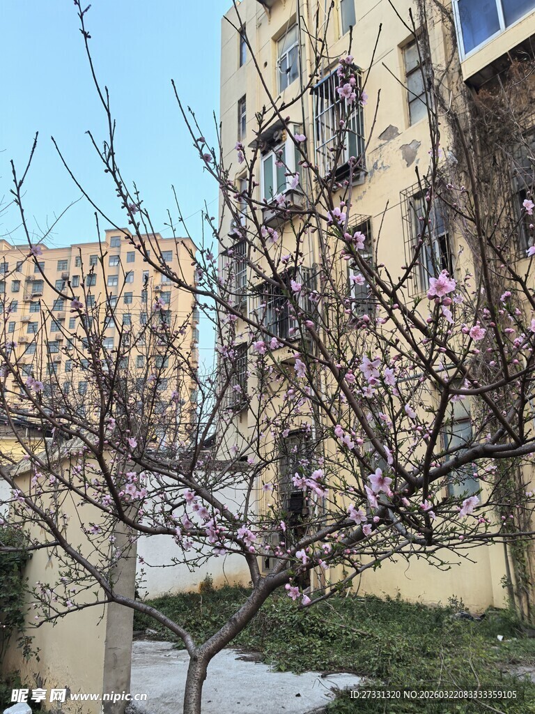 春日枝头绽放的粉嫩花朵