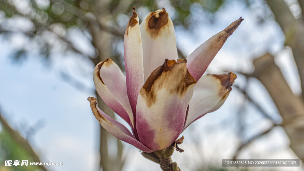 木兰花 紫玉兰 绽放的奇特花卉