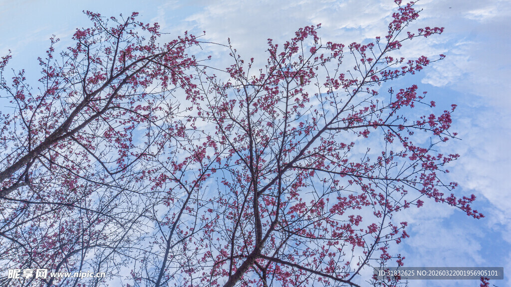 蓝天映衬下的樱花树木