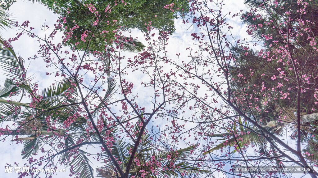 空中绽放的繁花 樱花