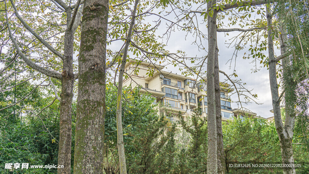 林间树木与葱郁植被景观